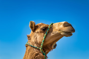 Camel Head Closeup Portrait in Desert.