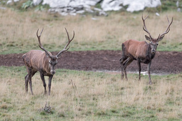 Face to face with two deer in the wild (Cervus elaphus)