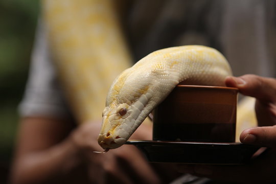 Coffee break with python molurus snake .
