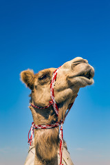 Camel Head Closeup Portrait in Desert.