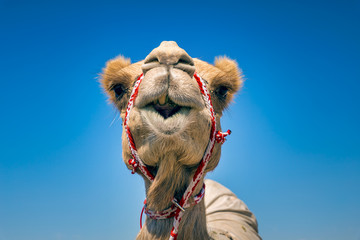 Camel Head Closeup Portrait in Desert.