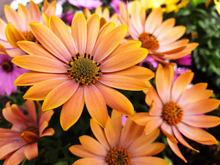 Colorful osteospermum or dimorphotheca flowers in the flowerbed.