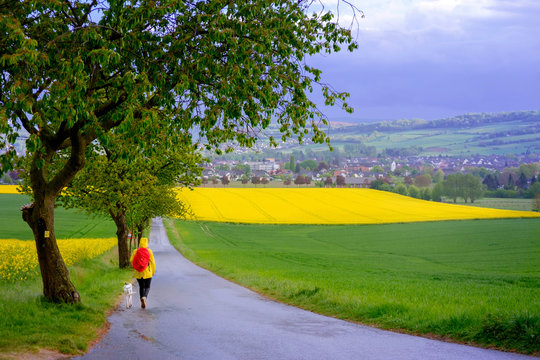 Landscape With A Person In A Yellow Jacket And A Dog In Fields Of Blooming Rapeseed In Germany.