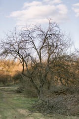 apple garden prepares for the season in spring