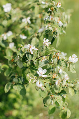 flowering tree cherry and green leaves