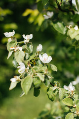 flowering tree cherry and green leaves