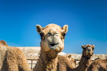 Camel Head Closeup Portrait in Desert.