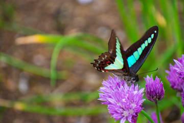 アオスジアゲハ