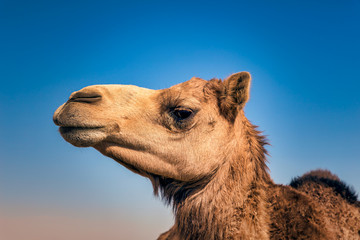 Camel Head Closeup Portrait in Desert.