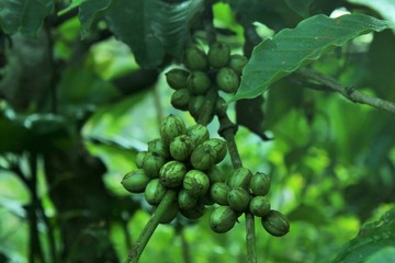 Indonesian coffee in misty morning.