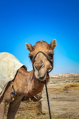 Camel Head Closeup Portrait in Desert.