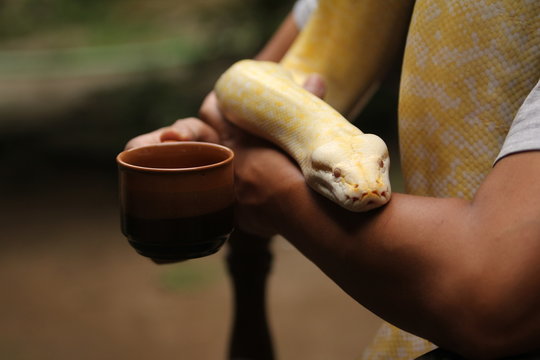 Coffee break with python molurus snake .