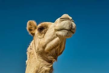 Camel Head Closeup Portrait in Desert.