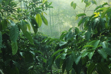 Robusta coffee plant with dense leaves in a dark garden. photos contains motion blur, noise, film...