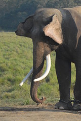 Asian Elephant with blunt tusk