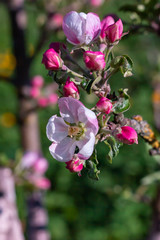 Color is on the branch of apple-tree