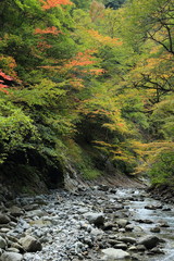 紅葉の小川