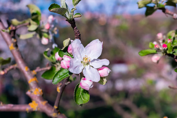 Flower is on the branch of apple-tree