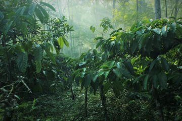 Robusta coffee plant with dense leaves in a dark garden. photos contains motion blur, noise, film...