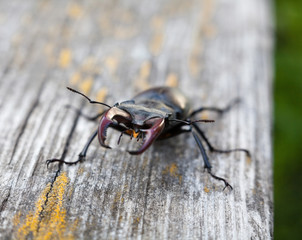 Male stag beetle on the wooden surface.