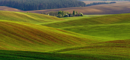 agriculture. fields of green wheat. green hills.