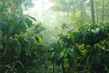 Organic Robusta coffee plantation in the morning in Central Java, Indonesia