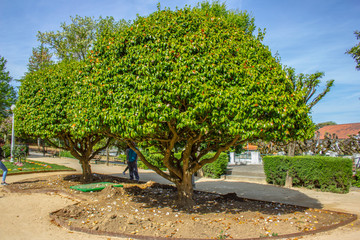 Figueir&oacute; dos Vinhos