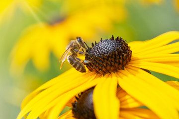 Bee on Black-Eyed Susan. Defocused yellow nature background.
