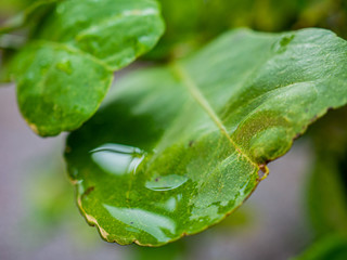 Photos of drop water on green leaves.