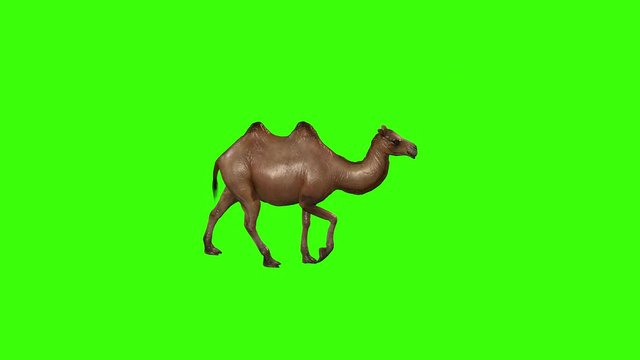 19 Best Camel Walk Images Stock Photos Vectors Adobe Stock