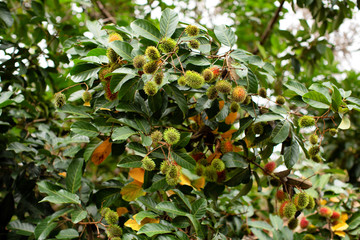 Rambutan tree with fruit