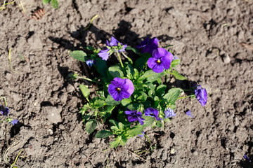 Blaue Stiefmütterchen Blumen, Blumenbeet, Deutschland, Europa
