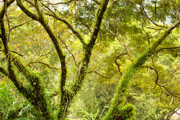 View of lush green tropical rainforest Sarawak
