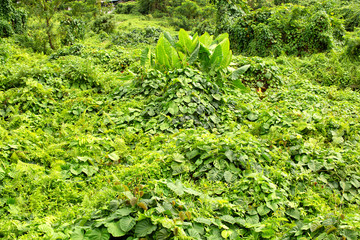 View of lush green tropical rainforest Sarawak