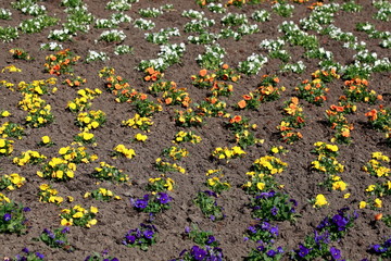 Stiefmütterchen Blumen, Blumenbeet, Deutschland, Europa