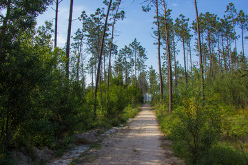 Caminho de terra Leiria