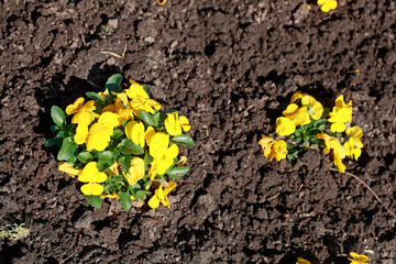 Gelbe Stiefmütterchen Blumen, Blumenbeet, Deutschland, Europa