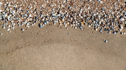 beautiful background of shells close-up, can be used for both background and calendar