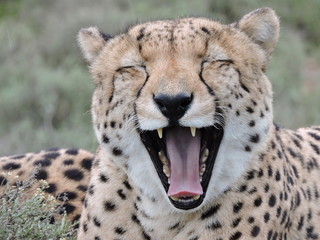 Cheetah yawn