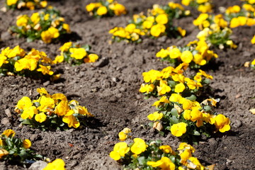 Gelbe Stiefmütterchen Blumen, Blumenbeet, Deutschland, Europa