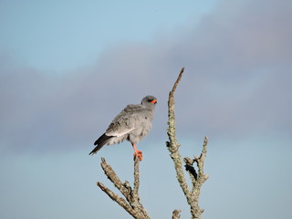 Pale Chanting Goshawk