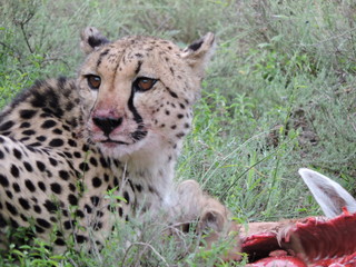 Mother Cheetah on a kill