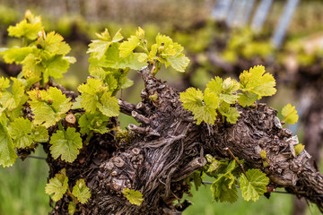 Alte Weinstock mit jungen Trieben im Frühjahr