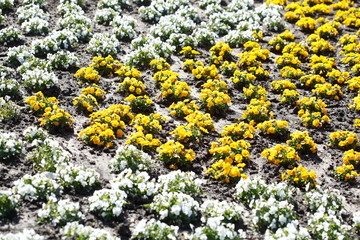 Stiefmütterchen Blumen, Blumenbeet, Deutschland, Europa
