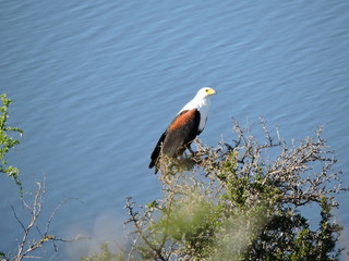 African Fish Eagle 