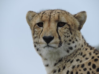 Cheetah face close up