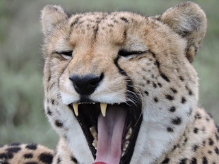 Cheetah face close up