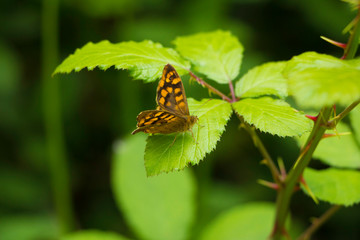 Borboleta