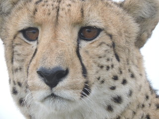 Cheetah face close up