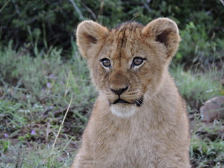 Fototapeta na wymiar Lion cub Face close up
